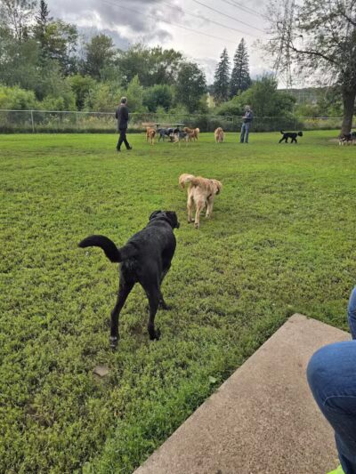Keene Creek Dog Park - Duluth, MN