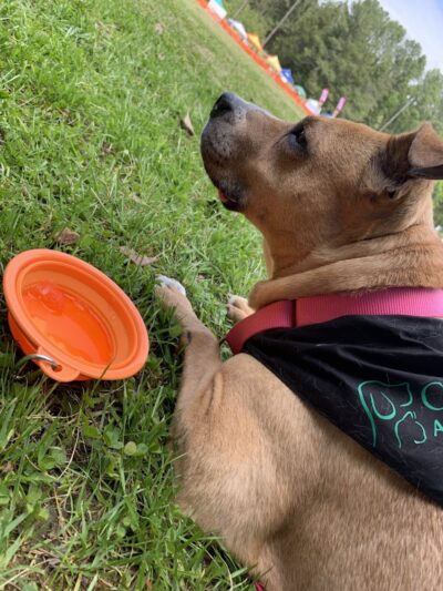 Rock Quarry Dog Park - Durham, NC