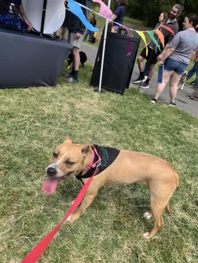 Rock Quarry Dog Park - Durham, NC