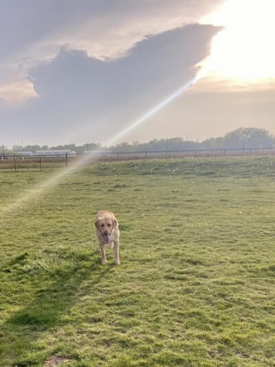 Dyer Dog Park - Dyer, IN