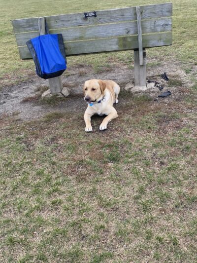 Dyer Dog Park - Dyer, IN