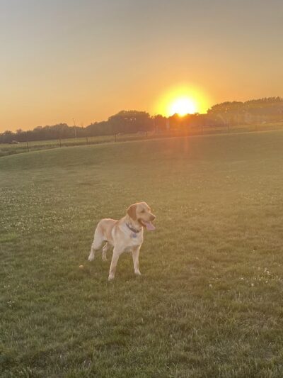 Dyer Dog Park - Dyer, IN