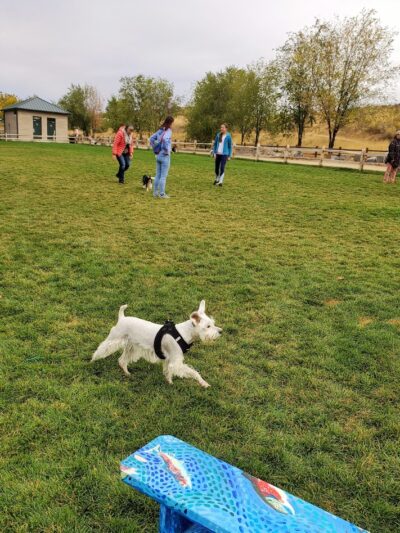 Eagle Small Dog Park