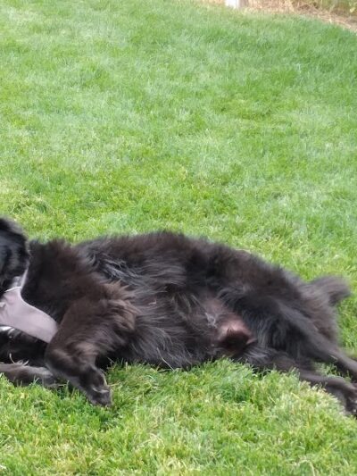 Eagle Small Dog Park