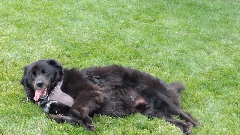 Eagle Small Dog Park