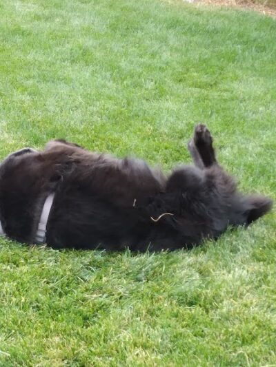 Eagle Small Dog Park