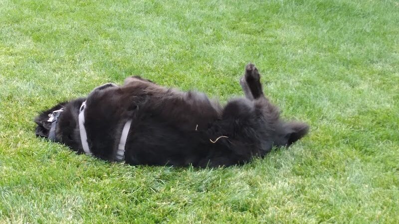 Eagle Small Dog Park