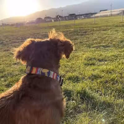 Eagle Mountain Dog Park - Eagle Mountain, UT