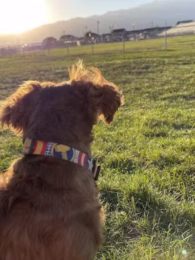 Eagle Mountain Dog Park - Eagle Mountain, UT