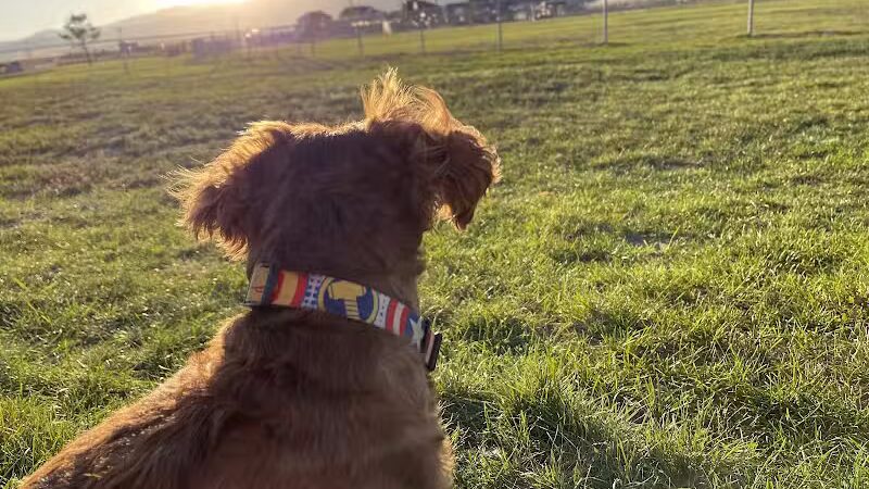 Eagle Mountain Dog Park - Eagle Mountain, UT