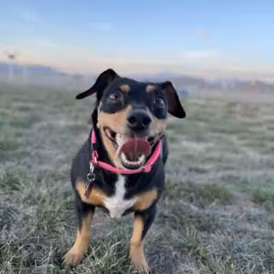 Eagle Mountain Dog Park - Eagle Mountain, UT