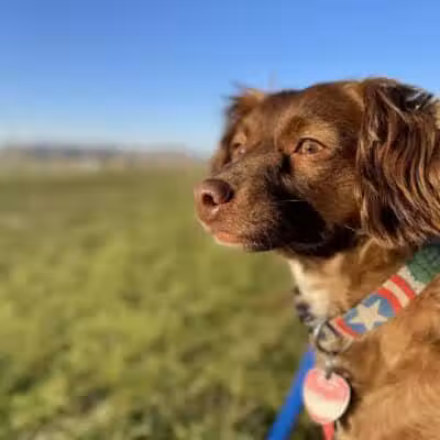 Eagle Mountain Dog Park - Eagle Mountain, UT