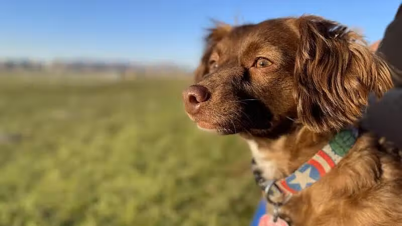 Eagle Mountain Dog Park - Eagle Mountain, UT