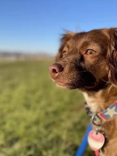 Eagle Mountain Dog Park - Eagle Mountain, UT