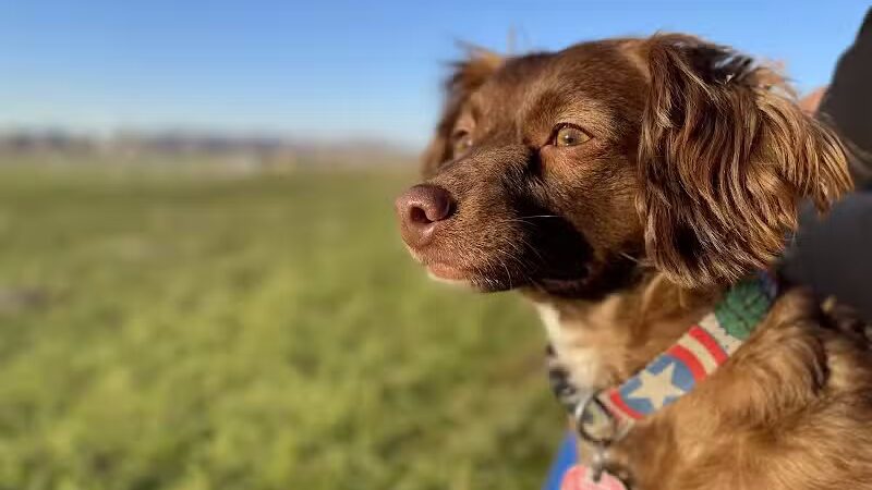 Eagle Mountain Dog Park - Eagle Mountain, UT