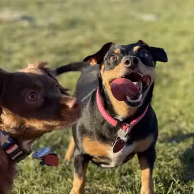 Eagle Mountain Dog Park - Eagle Mountain, UT
