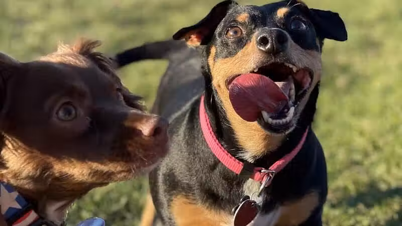 Eagle Mountain Dog Park - Eagle Mountain, UT