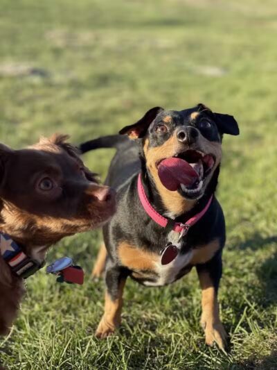 Eagle Mountain Dog Park - Eagle Mountain, UT