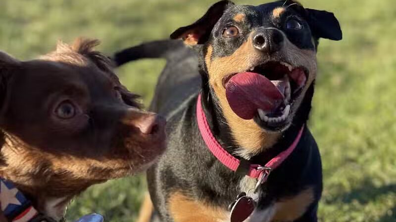 Eagle Mountain Dog Park - Eagle Mountain, UT