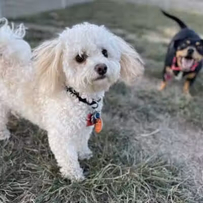 Eagle Mountain Dog Park - Eagle Mountain, UT