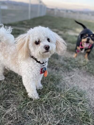 Eagle Mountain Dog Park - Eagle Mountain, UT