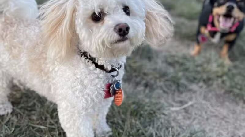 Eagle Mountain Dog Park - Eagle Mountain, UT