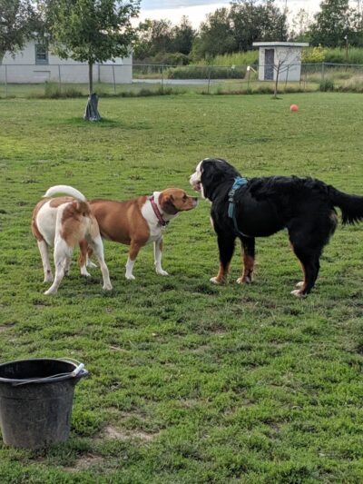 Smith Road Paw Park - East Amherst, NY