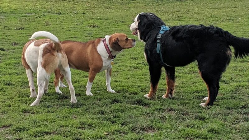 Smith Road Paw Park - East Amherst, NY