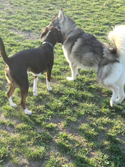 Smith Road Paw Park - East Amherst, NY