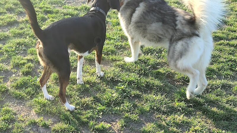 Smith Road Paw Park - East Amherst, NY