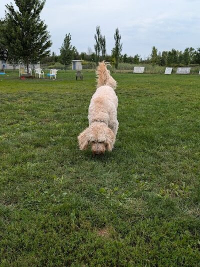 Smith Road Paw Park - East Amherst, NY
