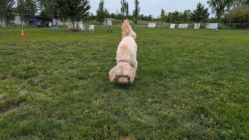 Smith Road Paw Park - East Amherst, NY