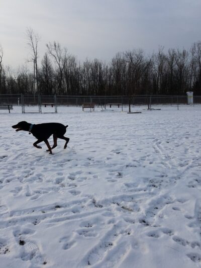 Smith Road Paw Park - East Amherst, NY
