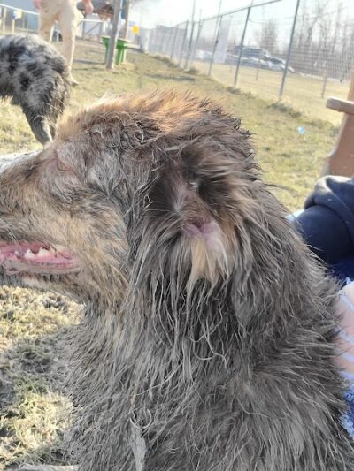 Smith Road Paw Park - East Amherst, NY