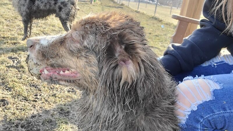 Smith Road Paw Park - East Amherst, NY