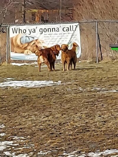 Smith Road Paw Park - East Amherst, NY