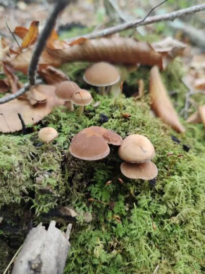 Hand Hollow - East Chatham, NY