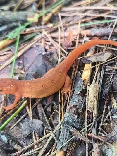 Hand Hollow - East Chatham, NY