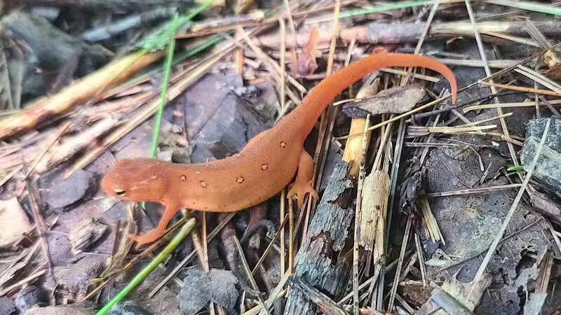 Hand Hollow - East Chatham, NY