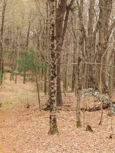 Schor - East Chatham, NY