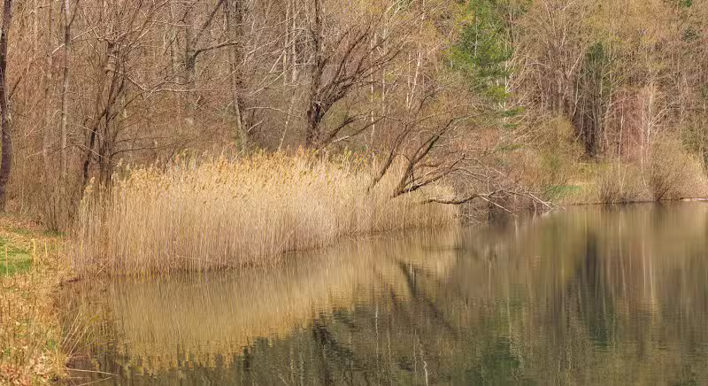 Schor - East Chatham, NY