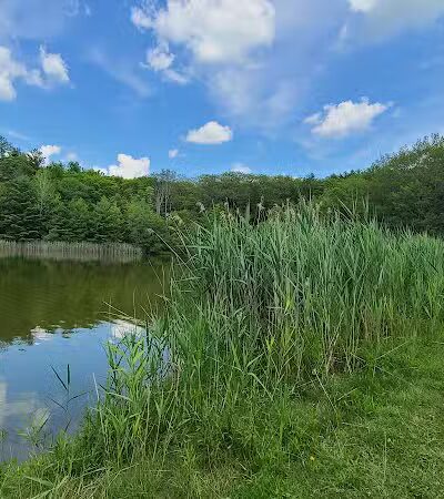 Schor - East Chatham, NY