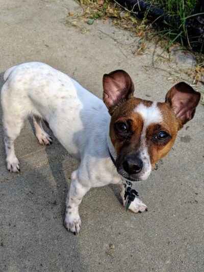 Landing Lights Dog Run - East Elmhurst, NY