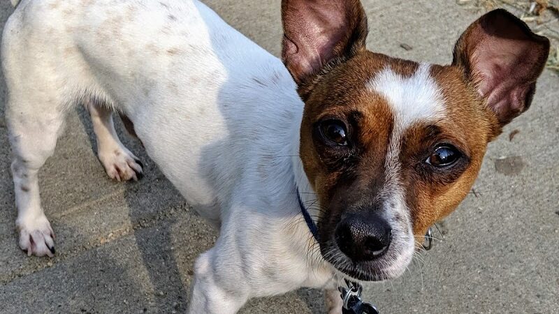 Landing Lights Dog Run - East Elmhurst, NY