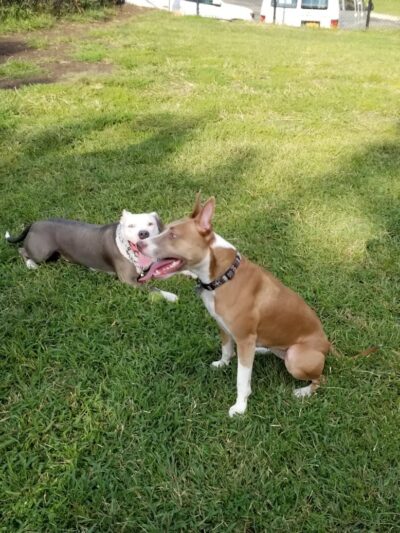 Landing Lights Dog Run - East Elmhurst, NY