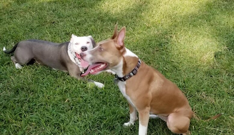 Landing Lights Dog Run - East Elmhurst, NY