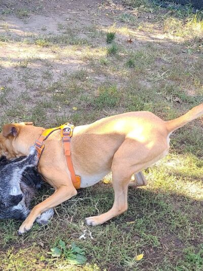 Landing Lights Dog Run - East Elmhurst, NY