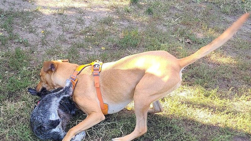 Landing Lights Dog Run - East Elmhurst, NY