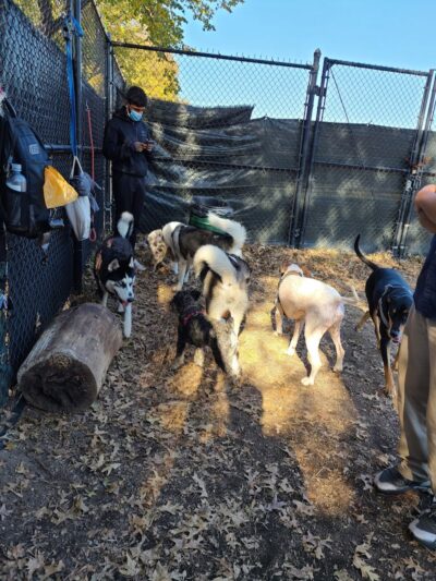 Landing Lights Dog Run - East Elmhurst, NY
