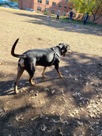 Landing Lights Dog Run - East Elmhurst, NY